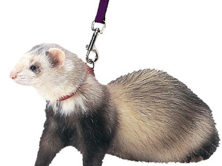 MARSHALL - Ferret Harness & Lead Combo Red - 48  Long Sale